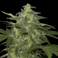 Black Skull Seeds Auto Diesel Matic Feminized