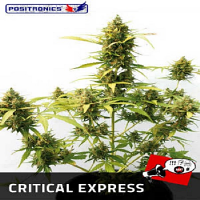 Positronics Seeds Critical Express Auto Feminized