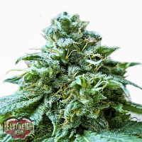 Heavyweight Seeds Superb OG Feminized