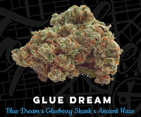 Top Shelf Elite Seeds Glue Dream Feminized