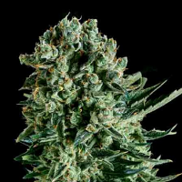SuperCBDx Seeds Queen Mother x SCBDx Feminized