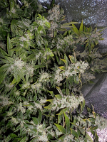 Pheno Finder Seeds Sour Walker Feminized