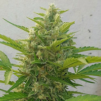 Sumo Seeds Auto Deep Purple Haze Feminized