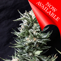 Cream of the Crop Seeds Bruce the Russian Feminized