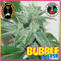 Big Buddha Seeds Bubble Cheese Feminized