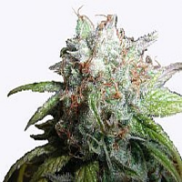Next Generation Seeds Romulan Diesel Feminized