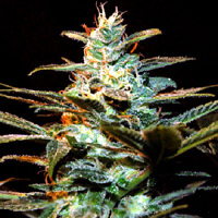Sweet Seeds NYC Diesel Feminized