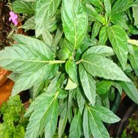 Soma Seeds Kushadelic Feminized