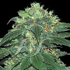 Samsara Seeds Punky Lion Feminized