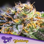 Yuhbary - Feminized - Anesia Seeds