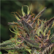 Blueberry Muffin - Feminized - Humboldt Seed Company