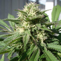 Black Skull Seeds Bubble Bud Feminized