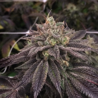 Pheno Finder Seeds StarCake (PhenoFinders x Royal Resin) Feminized