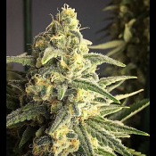 Back To The Future #2 Auto - Feminized - Tastebudz