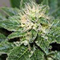 Auto Shark - Feminized - Pyramid Seeds