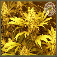 Dr Krippling Seeds Kali and the Chocolate Factory Feminized