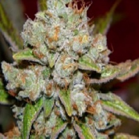 Rare Dankness Seeds Star Killer Regular