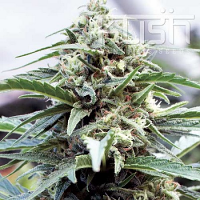 Kush Cannabis Seeds OG Kush Feminized