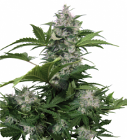 Buddha Seeds White Dwarf Regular