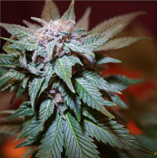 Cali Wreck - Feminized - BSB Genetics