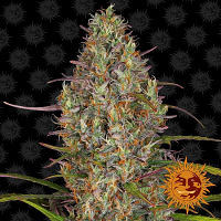 Barney's Farm Seeds Glue Gelato Auto Feminized