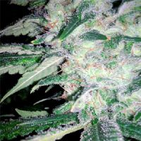 Spliff Seeds Mega Power Plant Feminised (Gold)