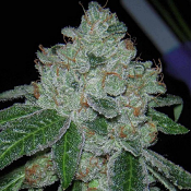 Rocket Fuel - Regular - Archive Seeds
