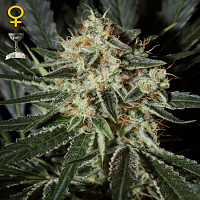Green House Seeds Cheese Feminized