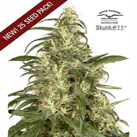Dutch Passion Seeds Skunk #11 Feminized