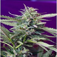 Sweet Seeds S.A.D. Auto Feminized
