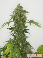 Green Label Seeds Automatic Silver Haze Feminized