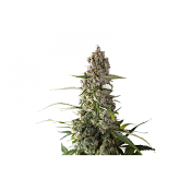 Prima Holandica - Regular - Super Sativa Seed Club
