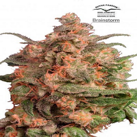 Brainstorm® - Feminized - Dutch Passion