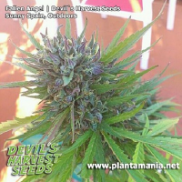 Devil's Harvest Seeds Fallen Angel Feminized