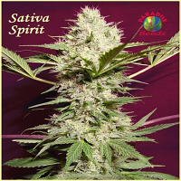 Paradise Seeds Sativa Spirit Regular