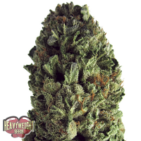 Heavyweight Seeds Budzilla Feminized