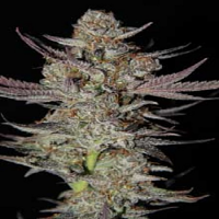 TGA Subcool Seeds Marionberry Kush Regular