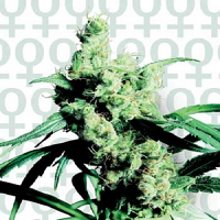 Silver Haze - Feminized - Sensi Seeds