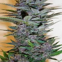 Next Generation Seeds Dynamite Edelweiss Regular