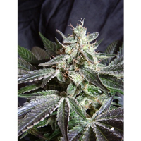 Sweet Seeds Black Jack Feminized 