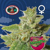 Cherry Moon Pie - Feminized - Big Buddha Seeds