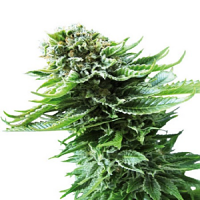 Bulk Seeds Auto Northern Lights Feminized