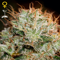 Green House Seeds Kaia Kush Feminized
