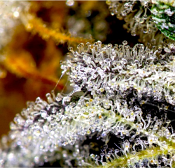 Vanilla Frosting - Feminized - BSB Genetics