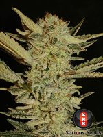 Serious Seeds Bubble Gum Feminized