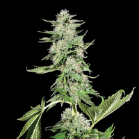 Kera Seeds Northern Light Feminised