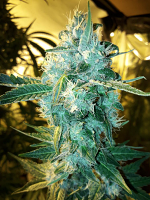 Blue Cheddar #1 - Feminized - BSB Genetics