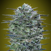 Critical Lemon - Feminized - Advanced Seeds