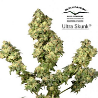 Dutch Passion Seeds Ultra Skunk Feminized