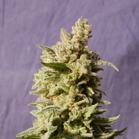 Kannabia Seeds Mataro Blue Feminized 